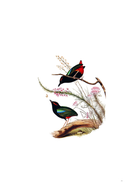 Vintage Rainbow Pitta Bird Illustration