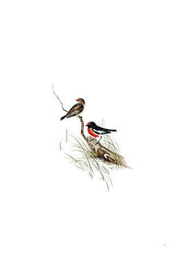 Vintage Red Capped Robin Bird Illustration