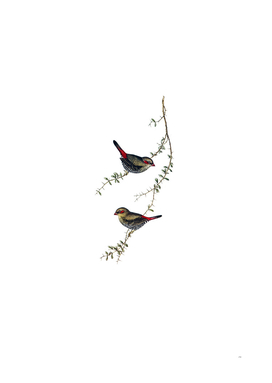 Vintage Red Eared Finch Bird Illustration