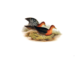 Vintage Red Necked Rail Bird Illustration