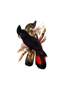 Vintage Red Tailed Black Cockatoo Bird Illustration