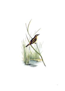 Vintage Reed Warbler Bird Illustration