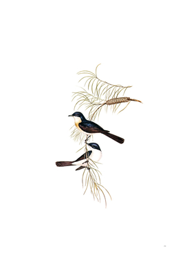 Vintage Restless Flycatcher Bird Illustration