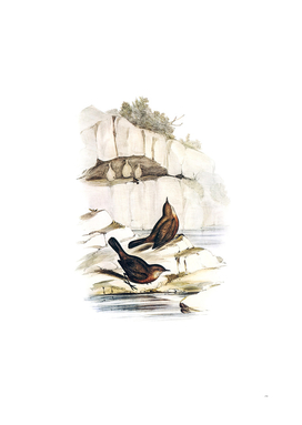 Vintage Rock Warbler Bird Illustration