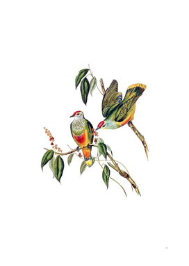 Vintage Rose Crowned Fruit Dove Bird Illustration