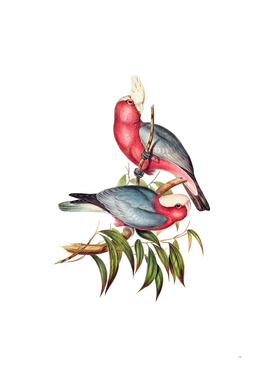 Vintage Rose Breasted Cockatoo Galah Bird