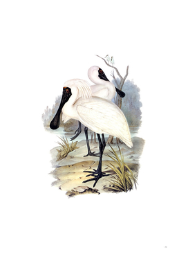 Vintage Royal Spoonbill Bird Illustration