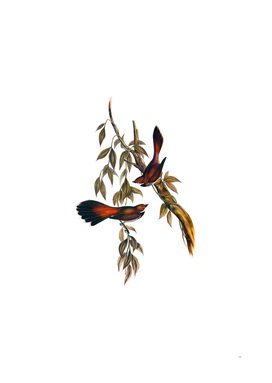 Vintage Rufous Fronted Fantail Bird Illustration