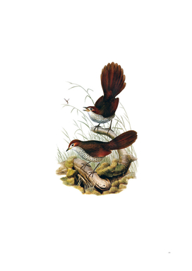 Vintage Rufous Headed Bristle Bird Illustration