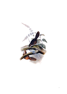 Vintage Rufous Scrubbird Bird Illustration
