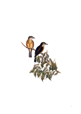 Vintage Rufous Shrike Thrush Bird Illustration