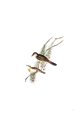 Vintage Rufous Tinted Songlark Bird Illustration
