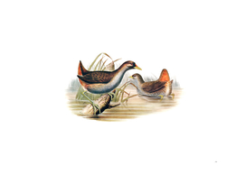 Vintage Rufous Vented Gallinule Bird Illustration