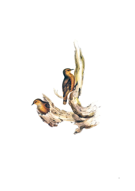 Vintage Rufous Tree Creeper Bird Illustration