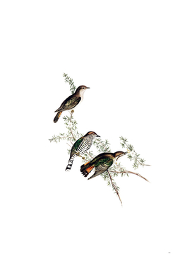 Vintage Shining Cuckoo Bird Illustration