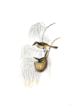 Vintage Singing Honeyeater Bird Illustration