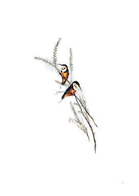 Vintage Slender Billed Spine Bill Bird Illustration