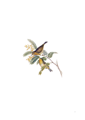 Vintage Slender Billed Zosterops Bird Illustration