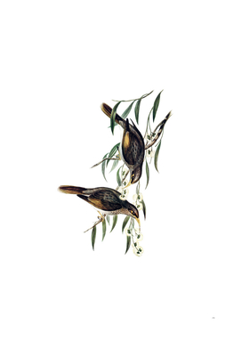 Vintage Sombre Honeyeater Bird Illustration