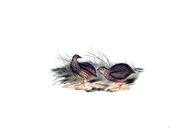 Vintage Sombre Partridge Bird Illustration