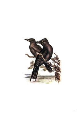 Vintage Sooty Crow Shrike Bird Illustration