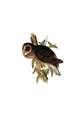 Vintage Sooty Owl Bird Illustration