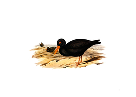 Vintage Sooty Oyster Catcher Bird Illustration