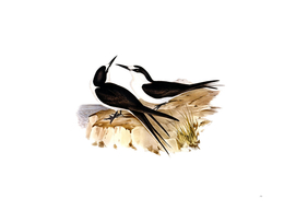 Vintage Sooty Tern Bird Illustration