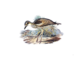 Vintage Southern Stone Plover Bird Illustration