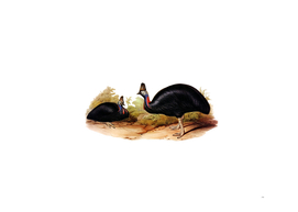 Vintage Southern Australian Cassowary Bird