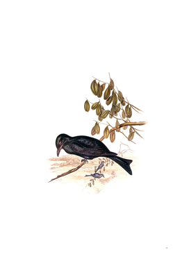 Vintage Spangled Drongo Bird Illustration