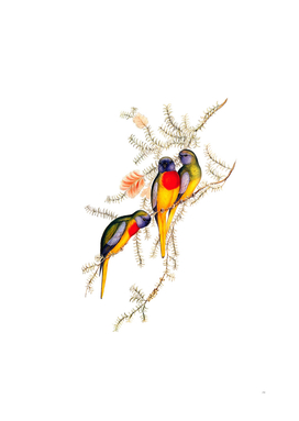 Vintage Splendid Grass Parakeet Bird Illustration
