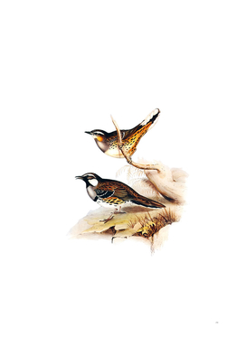 Vintage Spotted Groud Thrush Bird Illustration