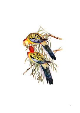 Vintage Splendid Parakeet Parrot Bird Illustration