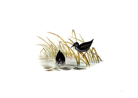 Vintage Spotless Gallinule Bird Illustration