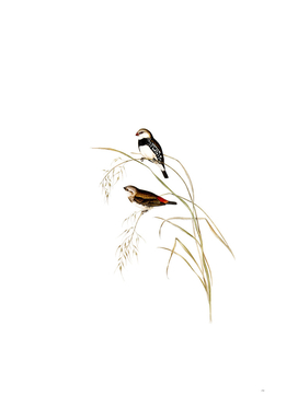 Vintage Spotted Sided Finch Bird Illustration