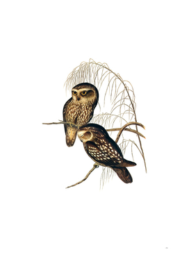 Vintage Spotted Owl Bird Illustration