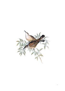 Vintage Streaked Honeyeater Bird Illustration