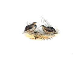 Vintage Stubble Quail Bird Illustration