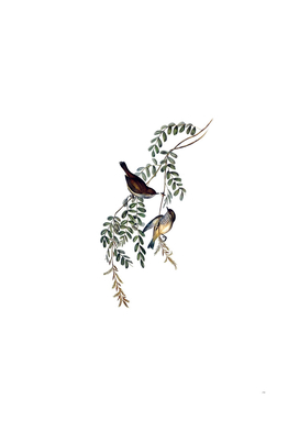 Vintage Tasmanian Brown Thornbill Bird Illustration