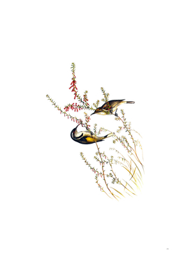 Vintage Tasmanian Honeyeater Bird Illustration