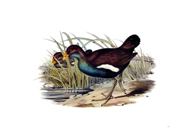 Vintage Tasmanian Nativehen Bird Illustration