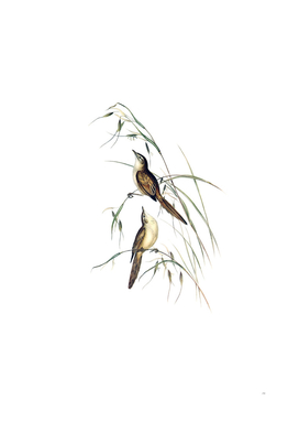 Vintage Tawny Grassbird Bird Illustration