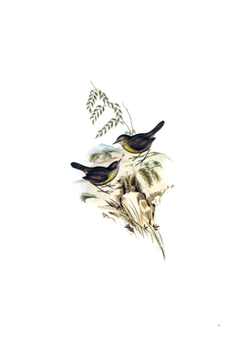 Vintage Tasmanian Scrubwren Bird Illustration