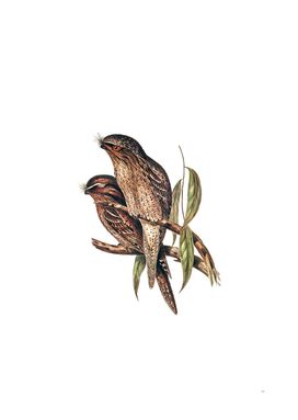Vintage Tawny Frogmouth Bird Illustration