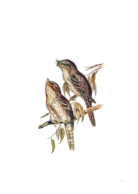 Vintage Tawny Frogmouth Bird Illustration