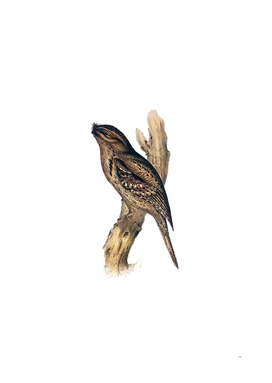 Vintage Tawny Shouldered Frogmouth Bird Illustration