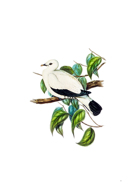 Vintage Torres Strait Fruit Pigeon Bird Illustration