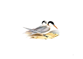 Vintage Torres' Tern Bird Illustration
