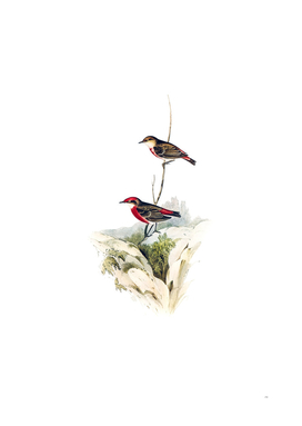 Vintage Tricoloured Chat Honeyeater Bird Illustration